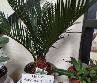 Цикас: виды, уход, размножение в домашних условиях