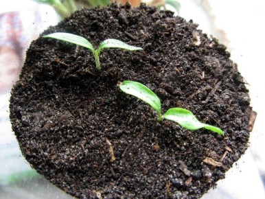 ��� ��������� ��������� ���������� ��� �������: ������� ��������� �����������