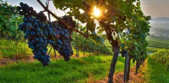 ������� ������