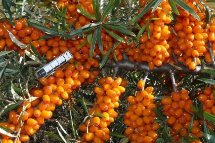 ���������� �������� ��������: ��� ������ �������� ������