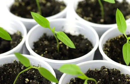 ������ ����� ������������: �������� �������� � �������� � �� �������