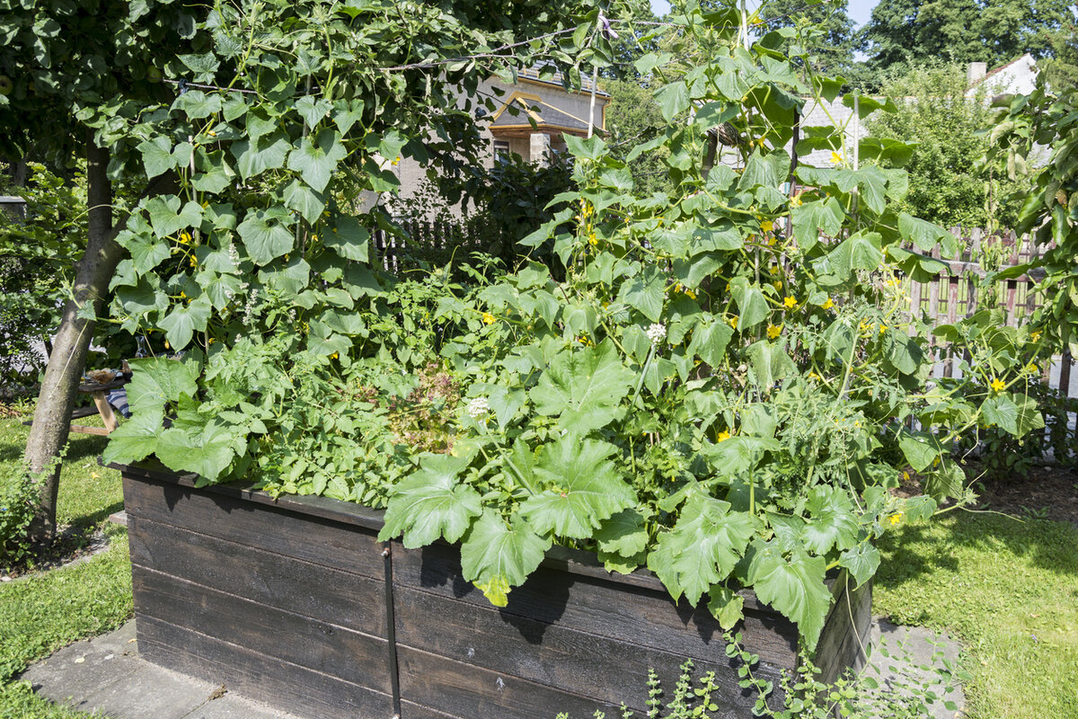 Как создать стильные и эффективные грядки на маленьком участке