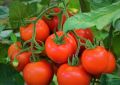 Скороспелые помидоры для холодных регионов: идеальные сорта для дачников