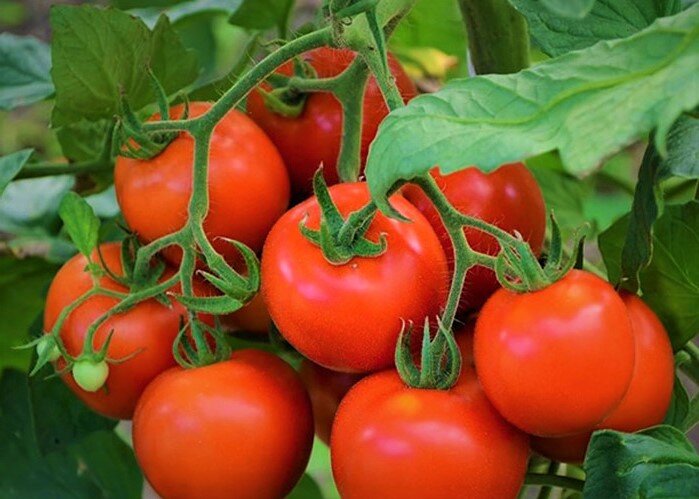 Скороспелые помидоры для холодных регионов: идеальные сорта для дачников