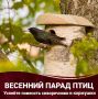 Птицы возвращаются: пора готовить скворечники
