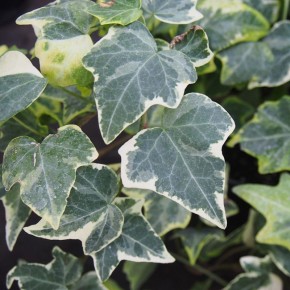 Как ухаживать за хедерой: секреты для зелёного интерьера