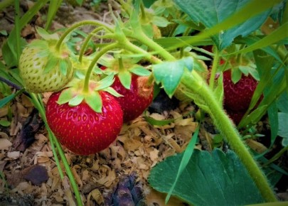 Как правильно подготовить клубнику к зиме для рекордного урожая