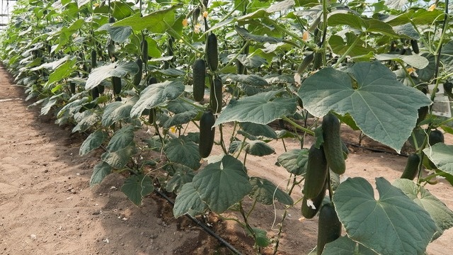 Удивительный метод, который продлевает урожай огурцов до конца сентября