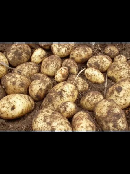 Картофель Ладожский: залог стабильного урожая и отличного хранения