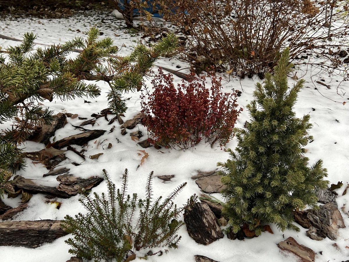Как добавить живости зимнему саду