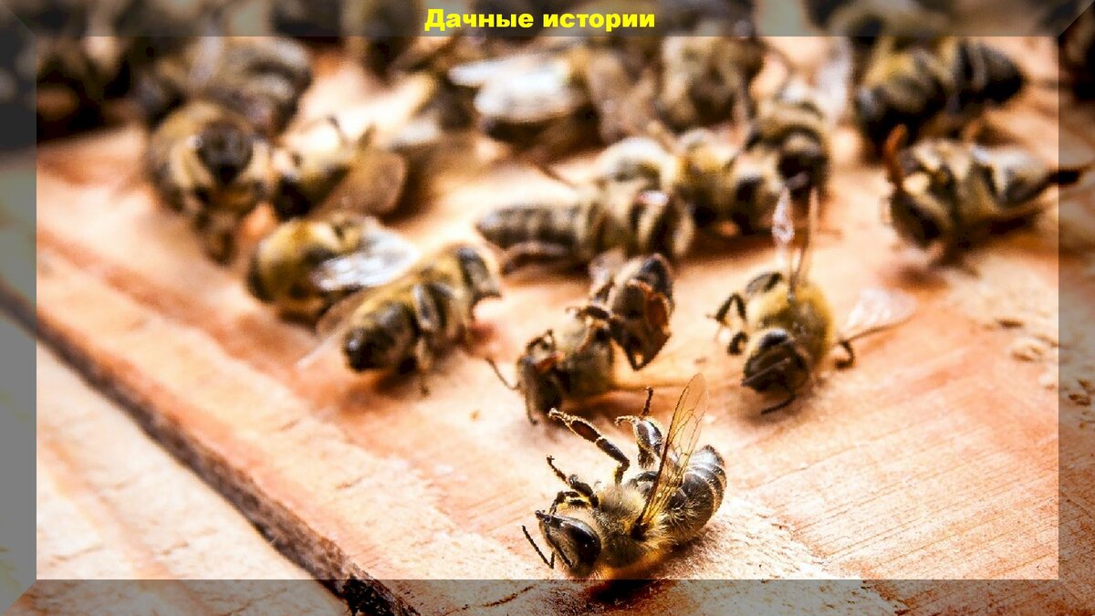 Опасные инсектициды: Почему неоникотиноиды под запретом в Европе, а у нас продолжают использоваться