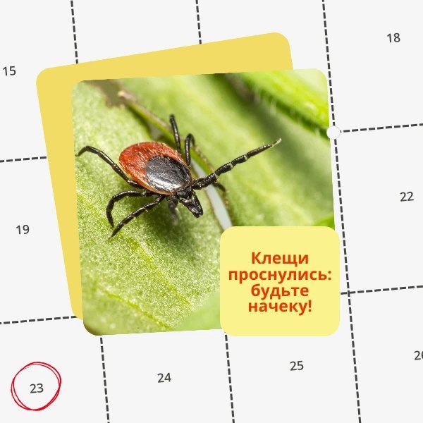По данным Роспотребнадзора активность клещей начинается в третьей декаде марта, а это значит, что пора подготовиться