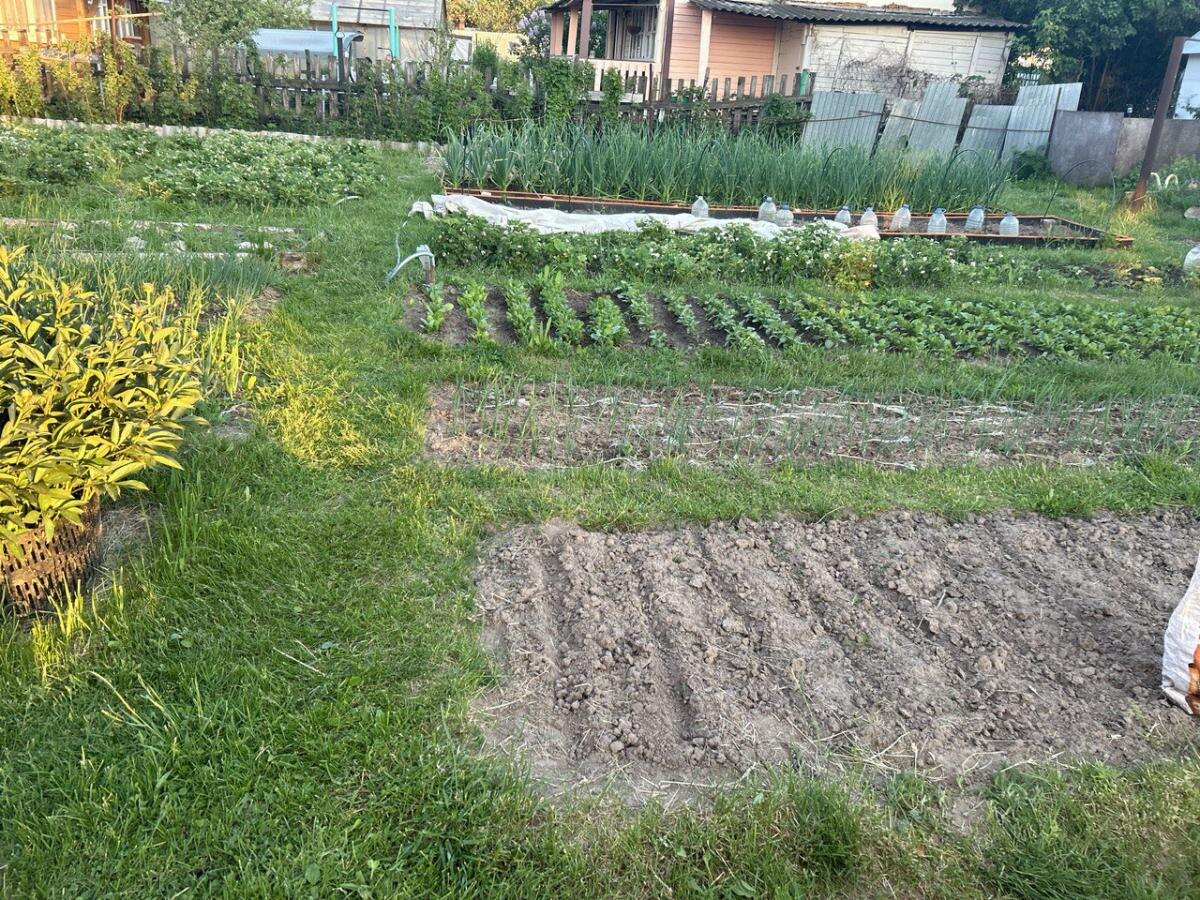 Как защитить свой участок от клещей: советы и хитрости