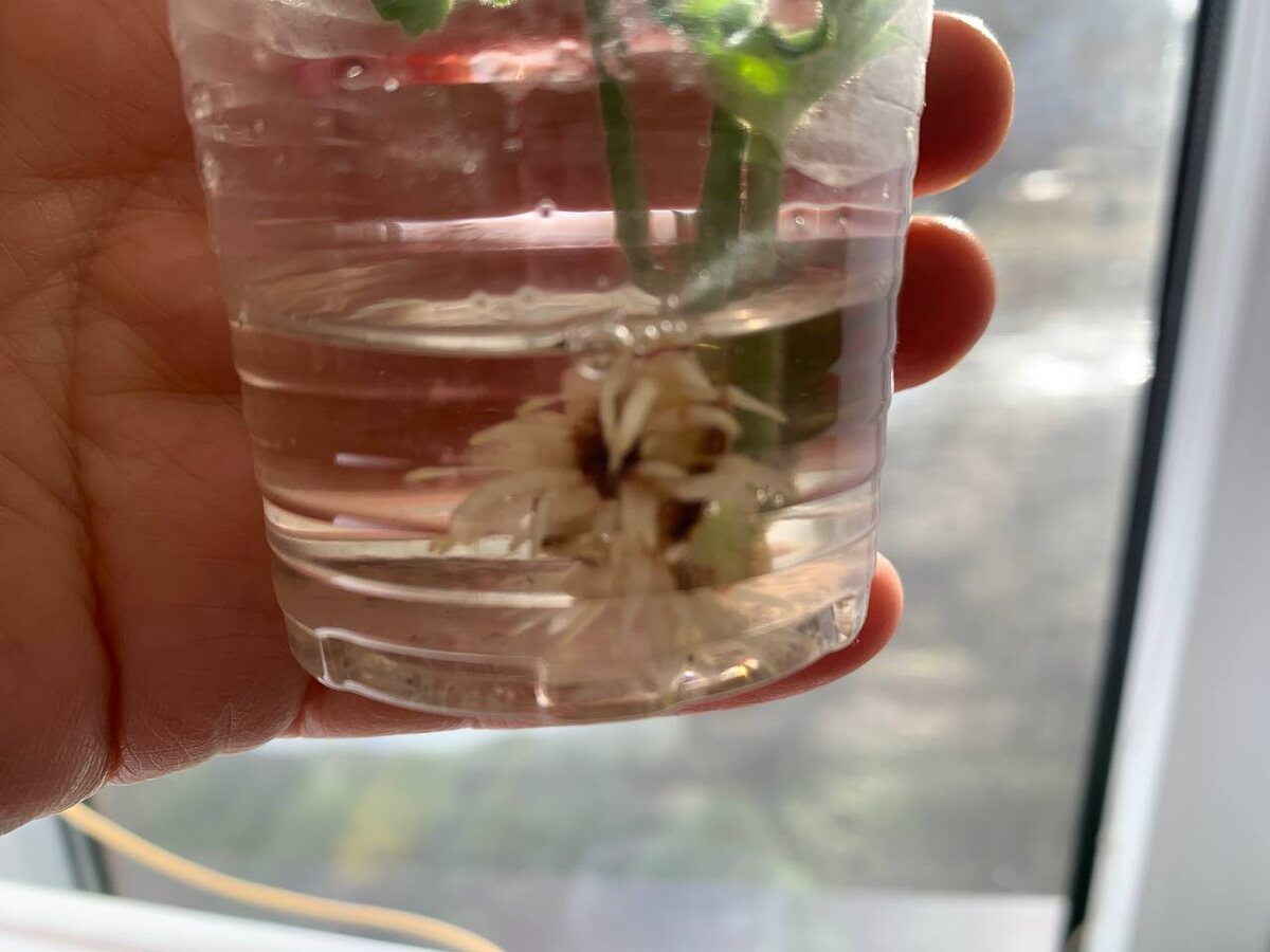 Секрет пышной пеларгонии: как добиться результата быстро и без удобрений