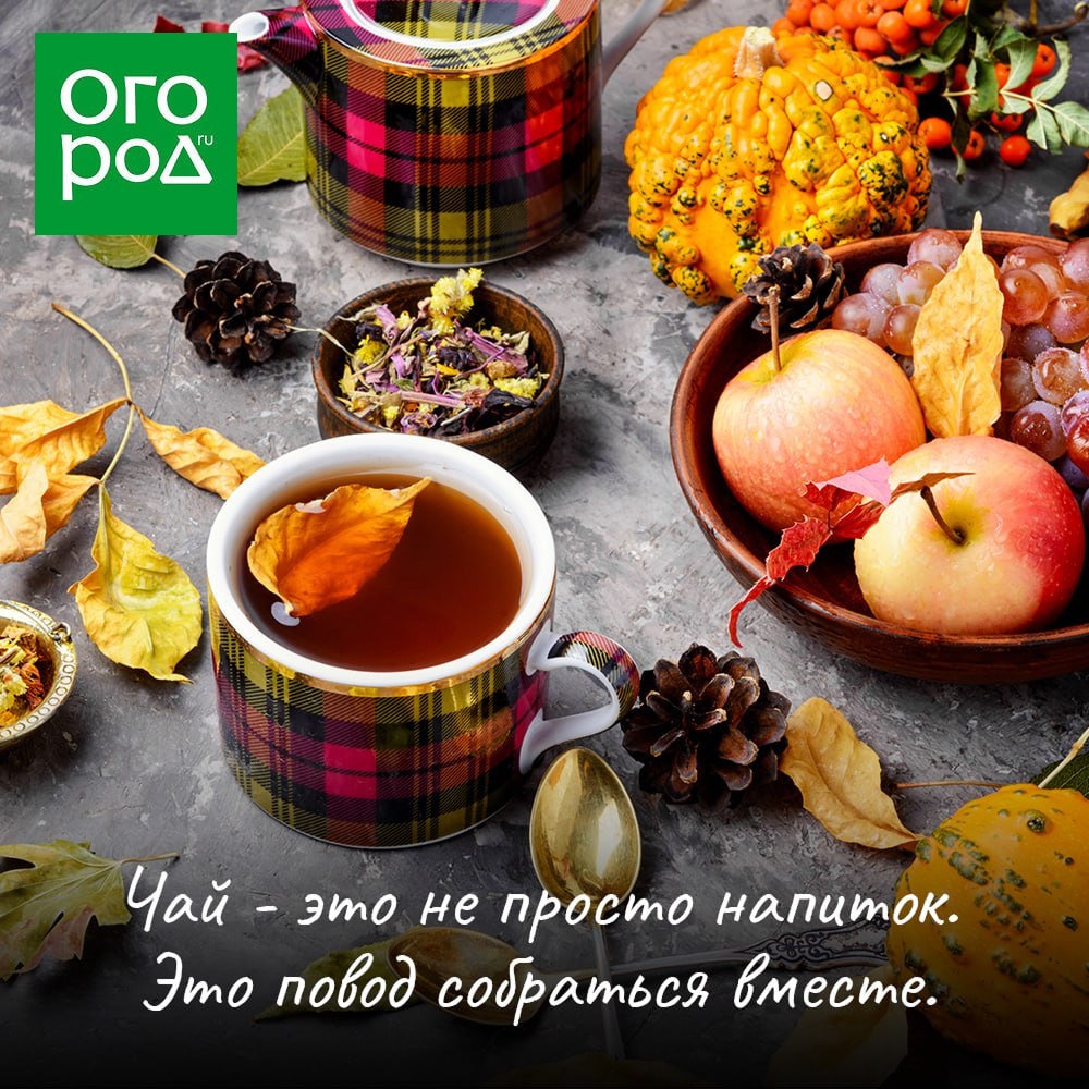Топ трав для осеннего согревающего чая: что стоит добавить в вашу чашку
