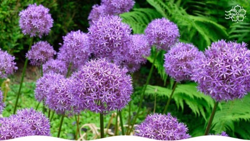 �������������� ����� ������������� ���� ��� ������ ����