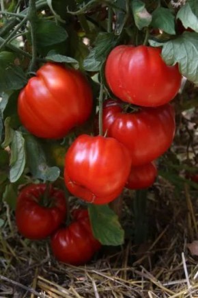 ������ ��� ������: ����� ����� �������� ������ ������