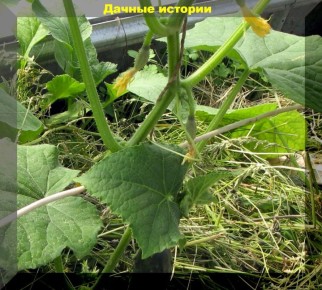 ��� �������� ���� ������ ������� � ����� ����: �������� ������