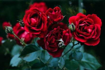 ������� ��������� �������� ����� �� ������: ������ �� ���������