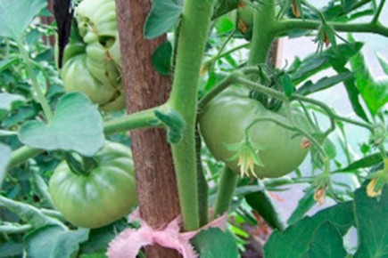 Дикая роза: идеальный сорт томатов для огородников