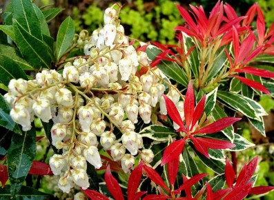 Премия AGM за красоту: очарование и аромат пиериса Flaming Silver