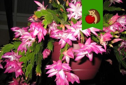 Как порадуется декабрист: секреты ухода для обильного цветения зимой