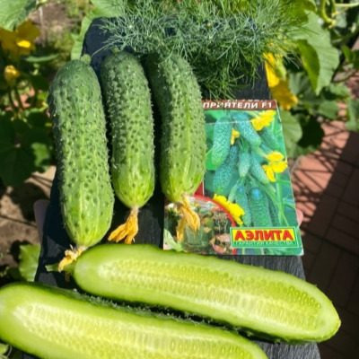 Новый огурец Друзья-Приятели: секреты успешного урожая