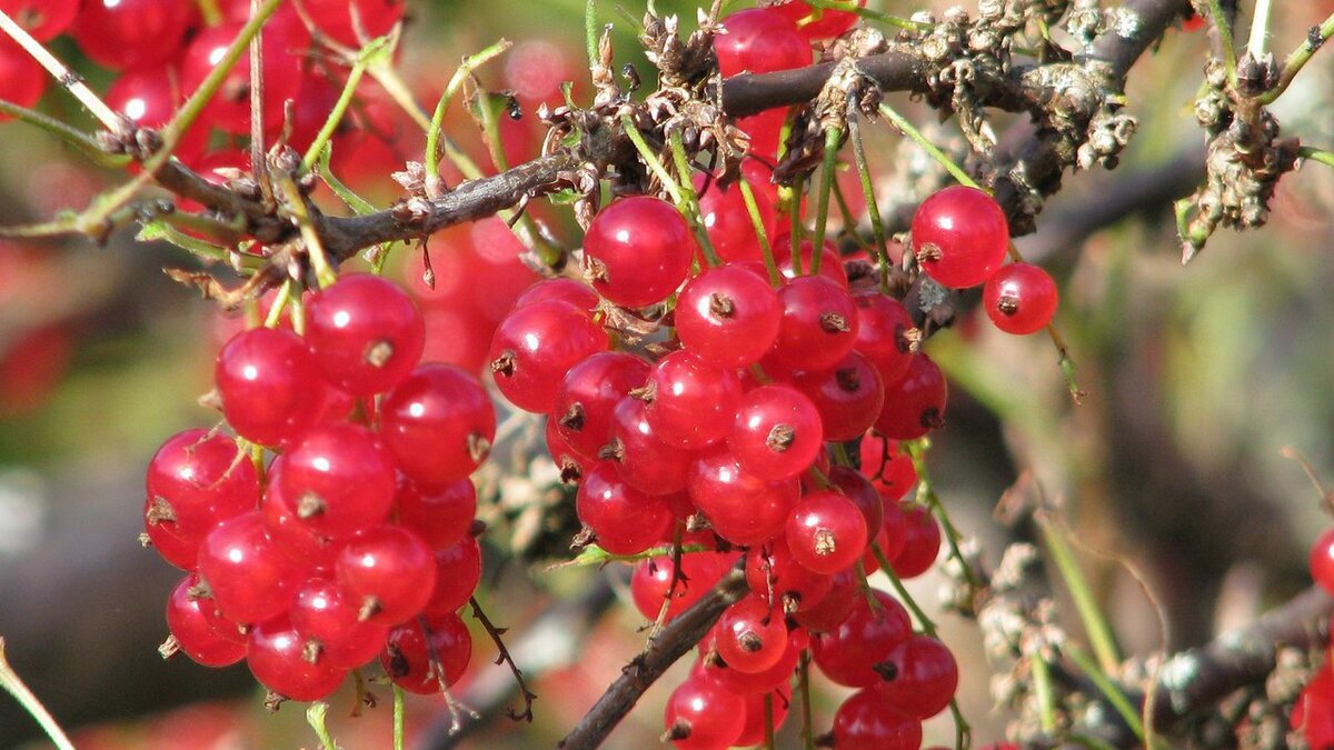 Как правильно подкормить смородину весной: советы по уходу