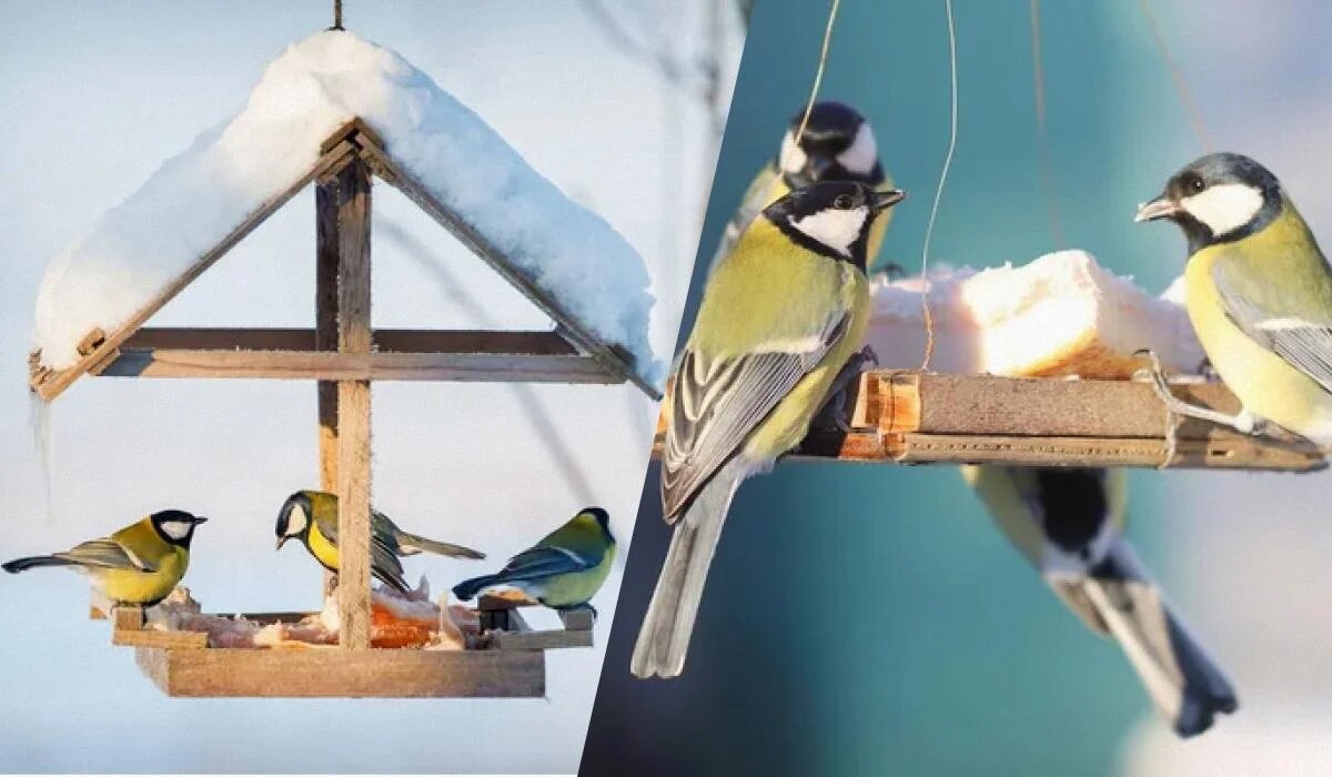 Зимняя подмога для пернатых: что класть в кормушку для птиц
