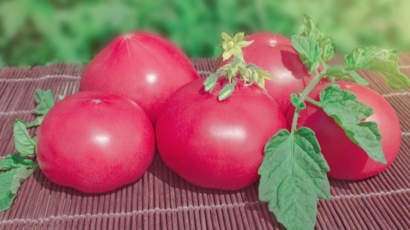 Почему стандартные советы по уходу за томатами могут навредить вашему урожаю