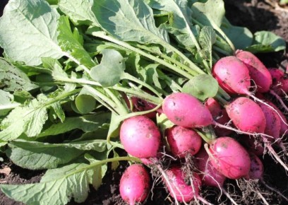 Что посадить после редиса: полезные советы для успешного урожая