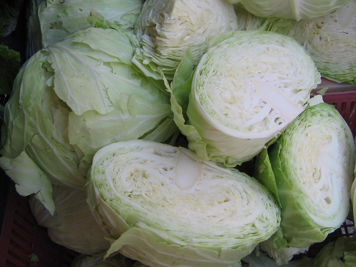 Как вырастить гигантскую капусту: секреты крупных урожая