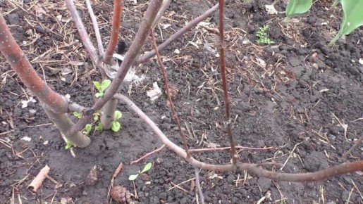 Как спасти яблони от зимних морозов