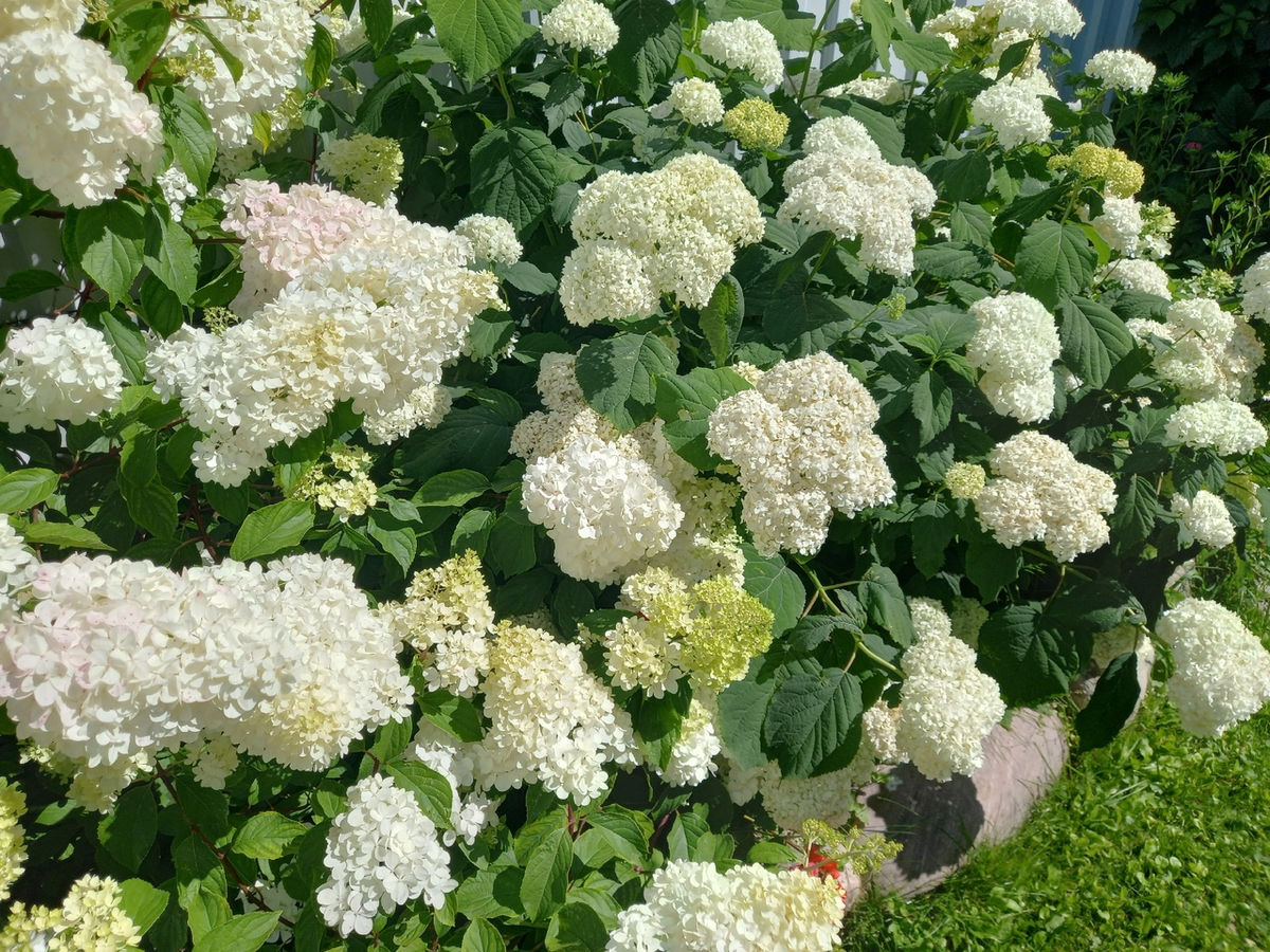 Укореняем гортензии без хлопот: секреты успешного размножения