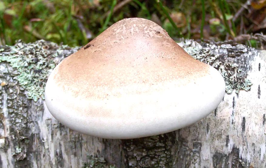 ��������� �����: ������ �������� � ��� ���������� ��������