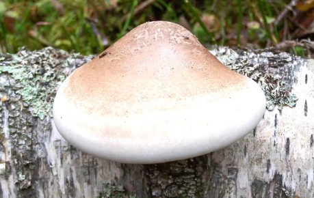 ��������� �����: ������ �������� � ��� ���������� ��������