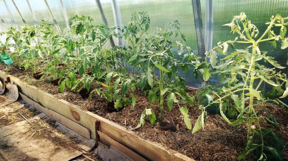 ��� �������� �������� �� ���������: �������� ������ ��� ���������