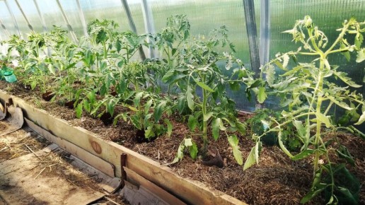 ��� �������� �������� �� ���������: �������� ������ ��� ���������