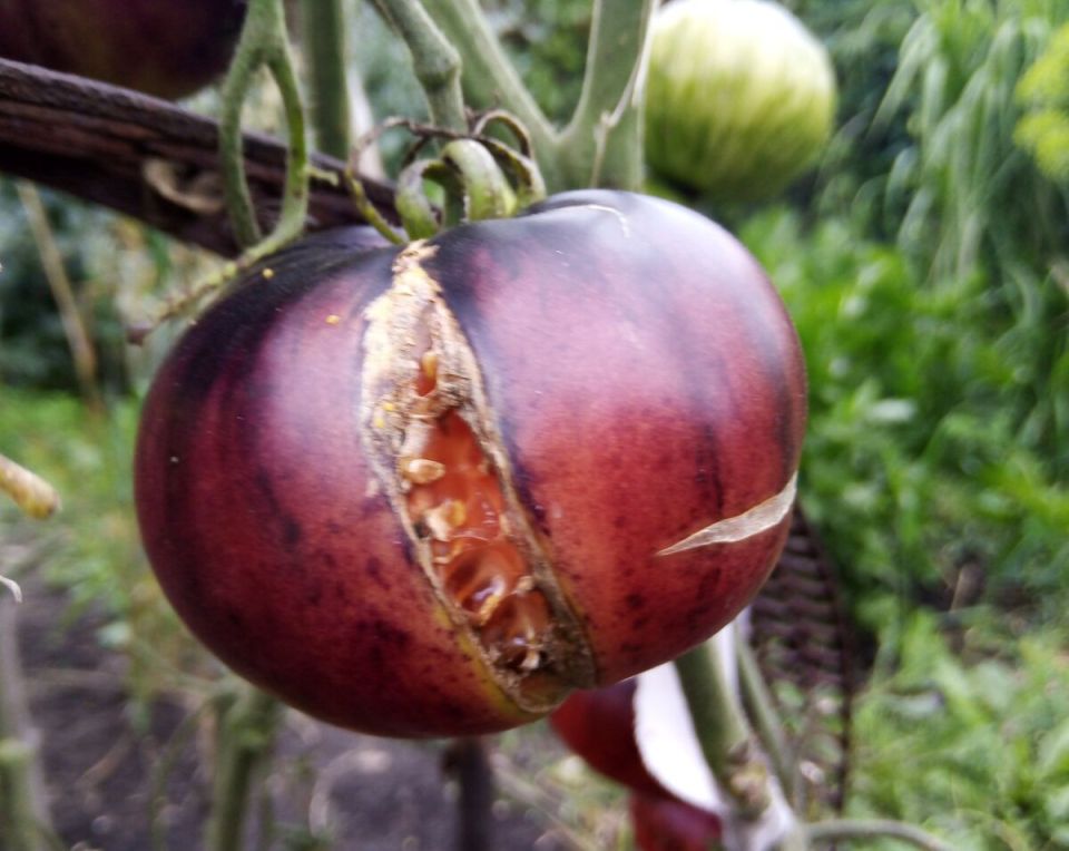 ������� ������ �������: ������ ��� ���������� � ��� ����� ��������