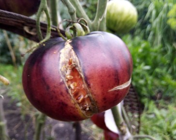 ������� ������ �������: ������ ��� ���������� � ��� ����� ��������