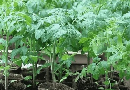 ��� �������� ������� �� ����������: ������ � ������