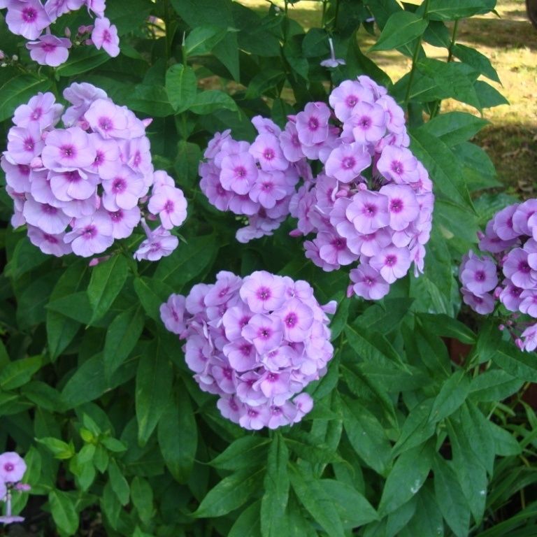 ������� �������: ����� ������������ ������� �������, � ����� - � �����?