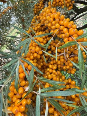 ��������: ������ ������� ��� ������ ���� � 2026 ����