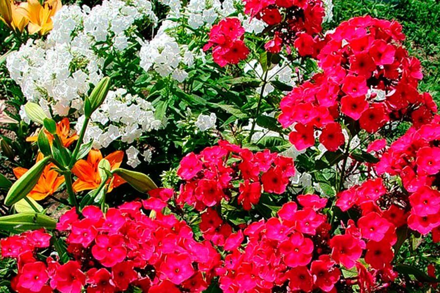 ����������� ������� �� �����: ������� � ������ �������