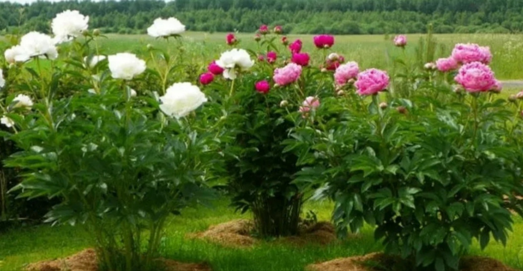 Секрет здоровья пионов: как добиться роскошного цветения с помощью подкормки