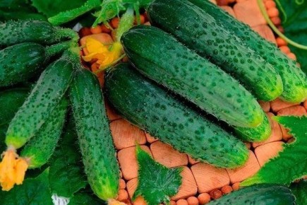 ������ ����: ������� ������ � ����������� � ����������� �������