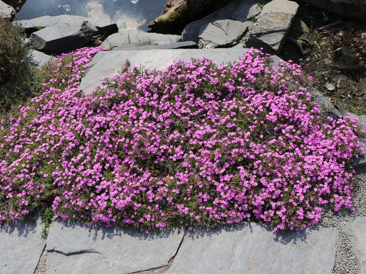 Шиловидный флокс: как создать весенний рай в своем саду