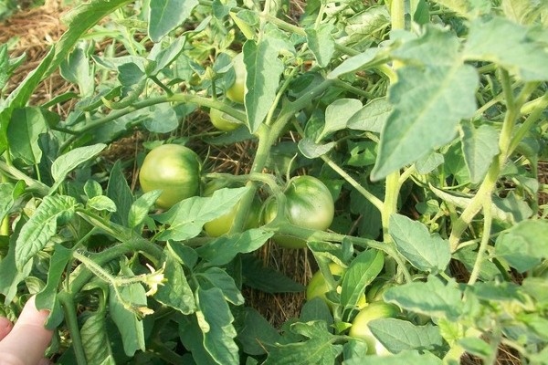 Томат Ляна: секреты успеха и нюансы ухода