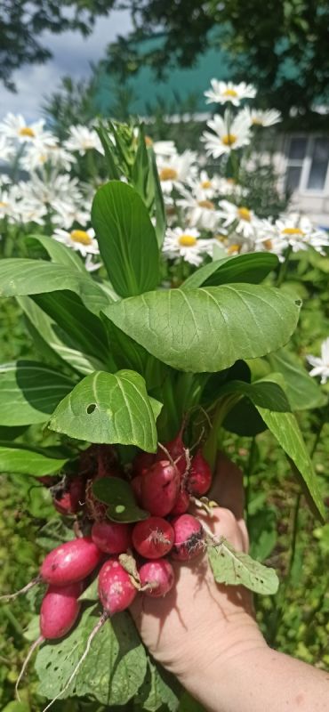 ������ �������: ��� ������ ����� ������ ������ ����� ����