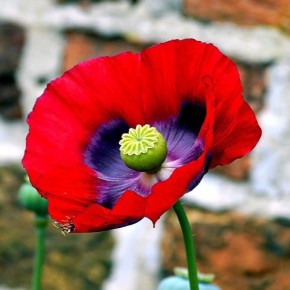 ���: ���� ������ � ������ �������� � �������� �����